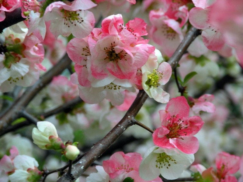 Toyo Nishiki Flowering Quince