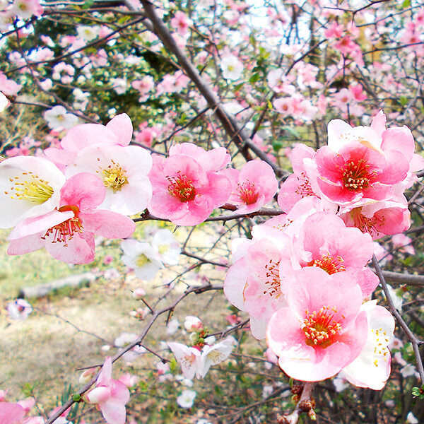Toyo Nishiki Flowering Quince
