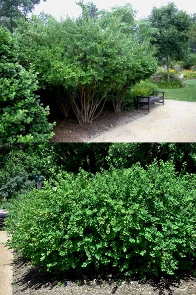 Fragrant Winter Honeysuckle Bush