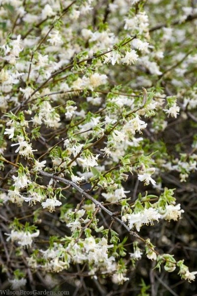 Fragrant Winter Honeysuckle Bush