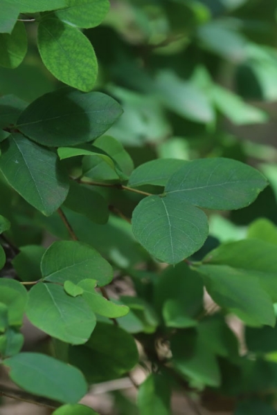 Fragrant Winter Honeysuckle Bush