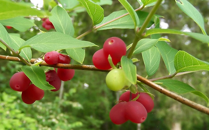Fragrant Winter Honeysuckle Bush