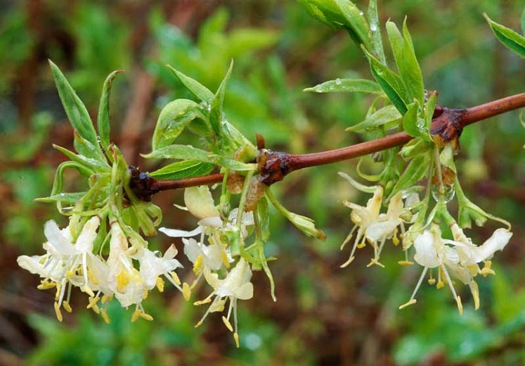 Fragrant Winter Honeysuckle Bush