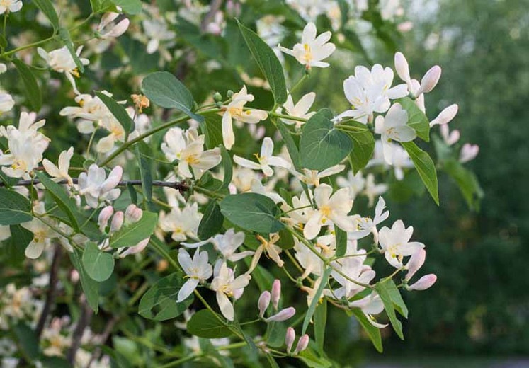 Fragrant Winter Honeysuckle Bush