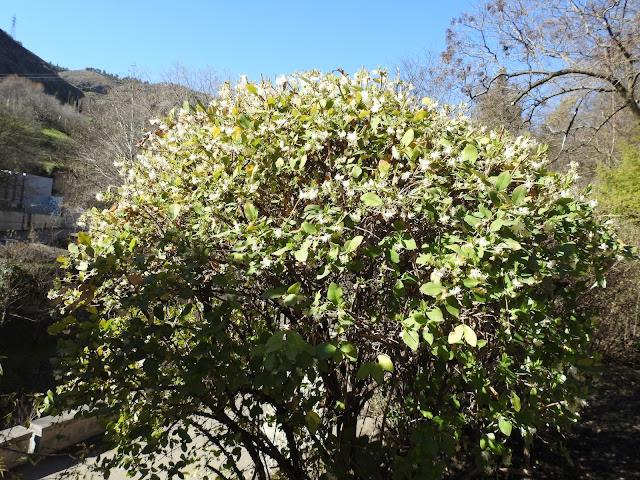 Fragrant Winter Honeysuckle Bush