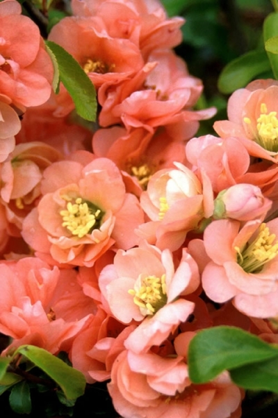 Cameo Flowering Quince
