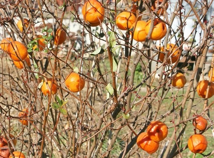 Cameo Flowering Quince
