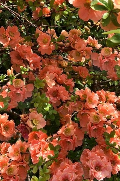 Cameo Flowering Quince