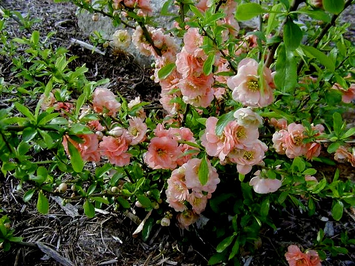 Cameo Flowering Quince