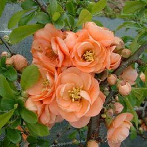 Cameo Flowering Quince