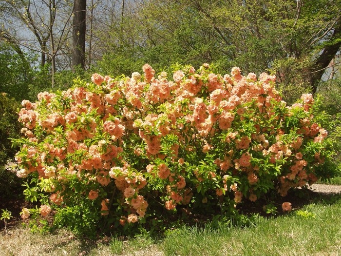 Cameo Flowering Quince
