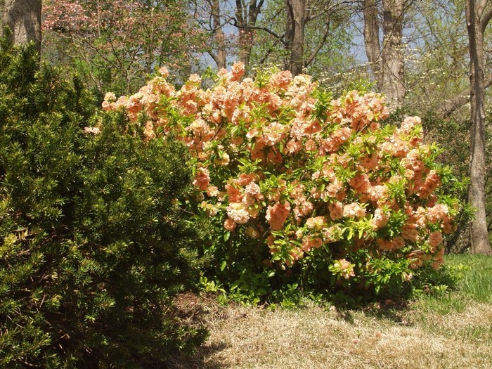 Cameo Flowering Quince