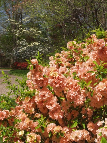 Cameo Flowering Quince