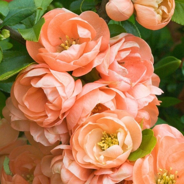 Cameo Flowering Quince