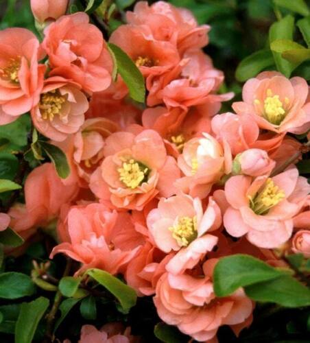Cameo Flowering Quince