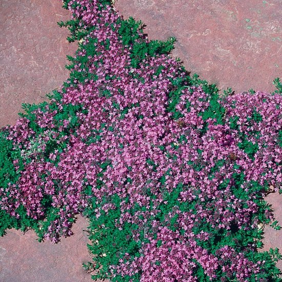 Pink Chintz Thyme