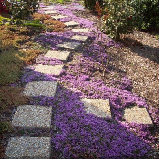 Pink Chintz Thyme