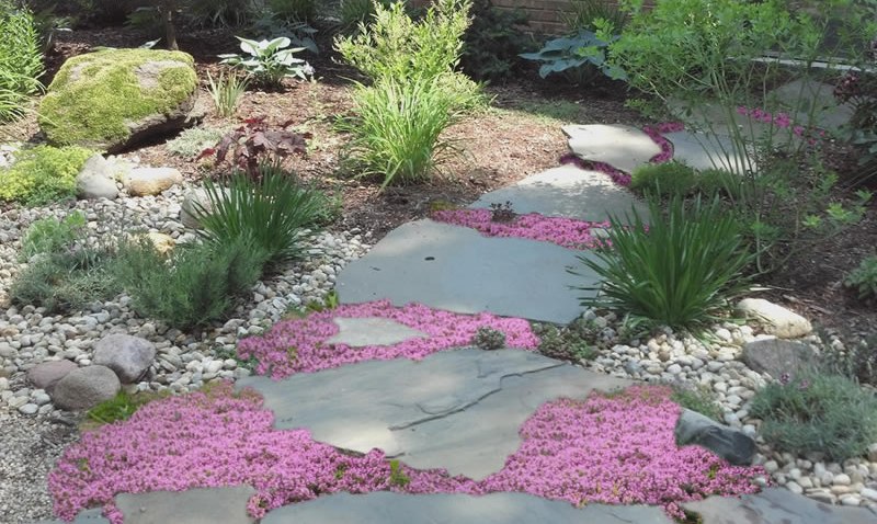 Pink Chintz Thyme