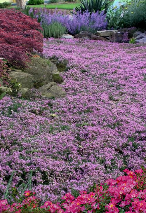 Pink Chintz Thyme