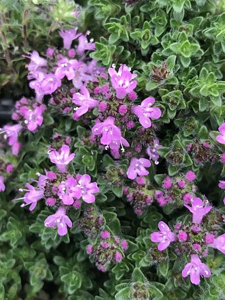 Pink Chintz Thyme