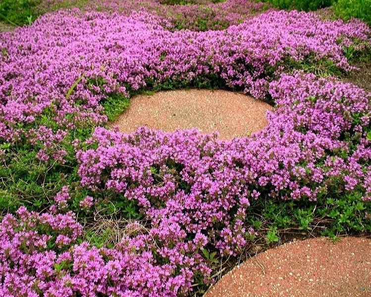 Pink Chintz Thyme