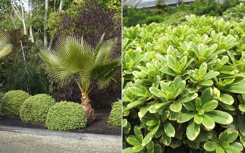 Mojo Dwarf Variegated Pittosporum