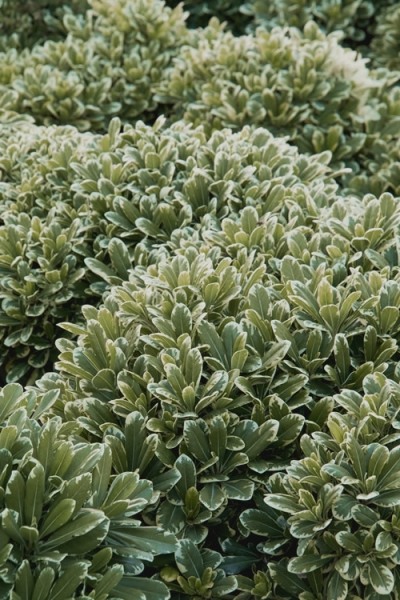 Mojo Dwarf Variegated Pittosporum
