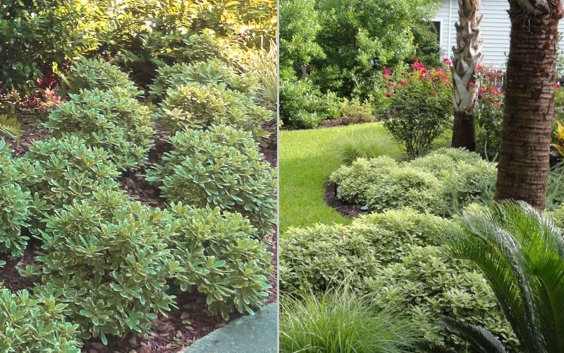 Mojo Dwarf Variegated Pittosporum