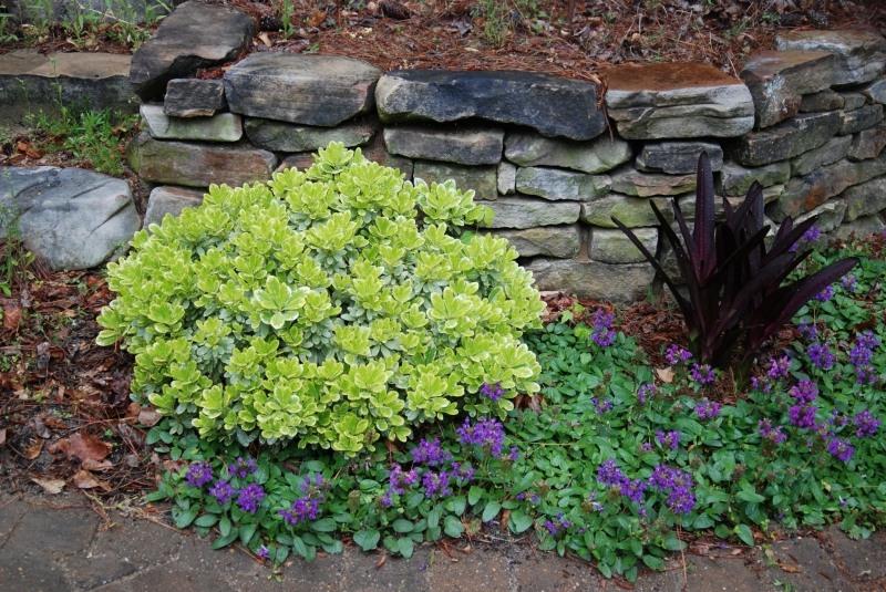 Mojo Dwarf Variegated Pittosporum