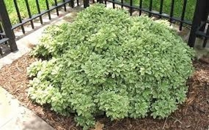 Mojo Dwarf Variegated Pittosporum