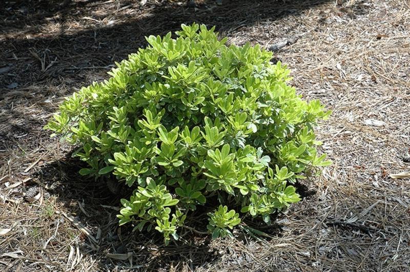 Mojo Dwarf Variegated Pittosporum