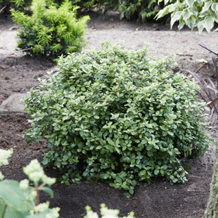 Mojo Dwarf Variegated Pittosporum