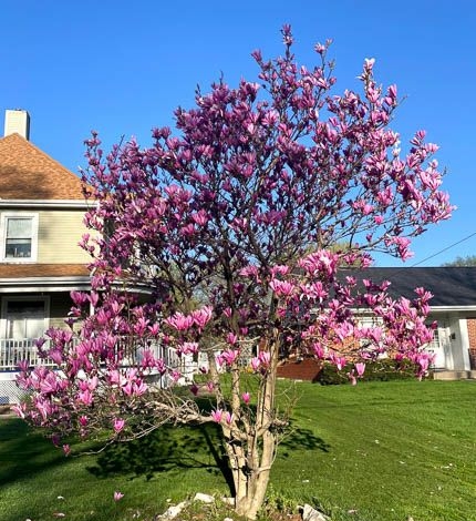 Jane Magnolia Tulip Tree