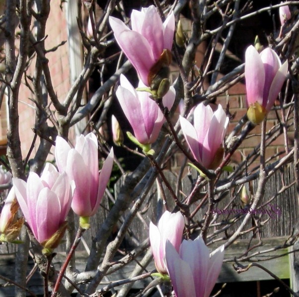 Jane Magnolia Tulip Tree