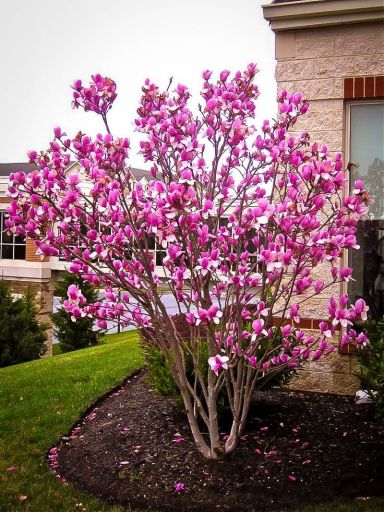 Jane Magnolia Tulip Tree