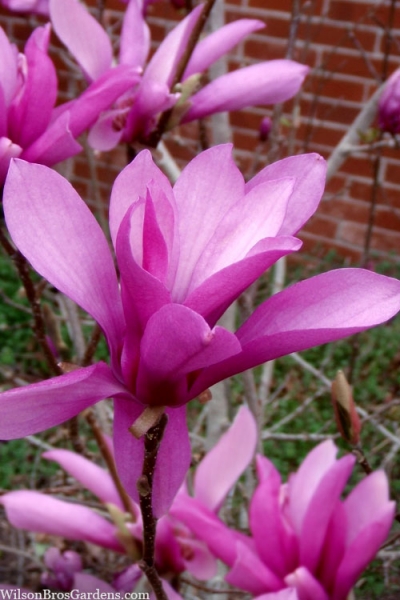 Jane Magnolia Tulip Tree