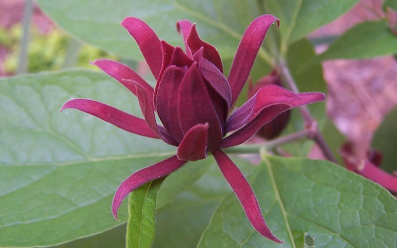 Sweetshrub (Carolina Allspice)