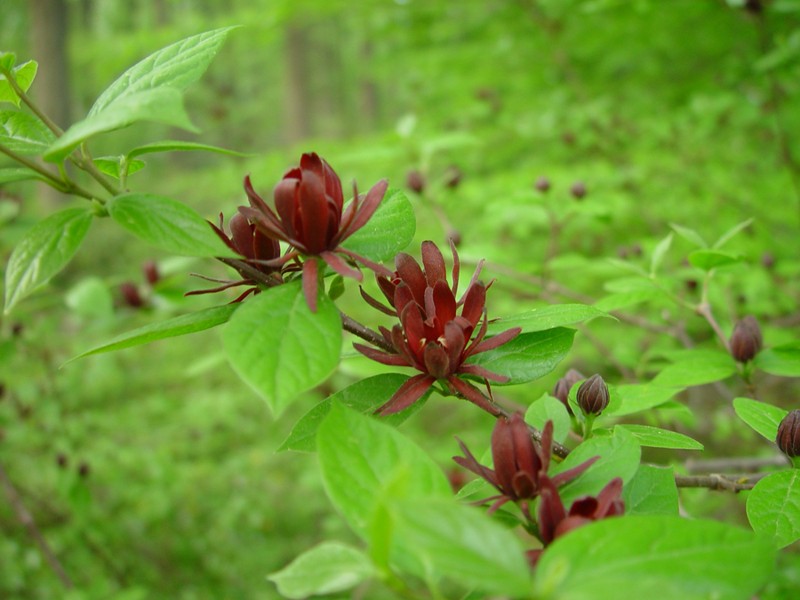 Sweetshrub (Carolina Allspice)