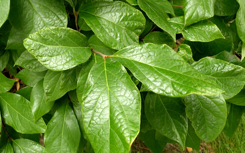 Sweetshrub (Carolina Allspice)
