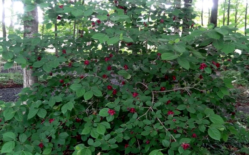 Sweetshrub (Carolina Allspice)