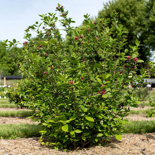 Sweetshrub (Carolina Allspice)