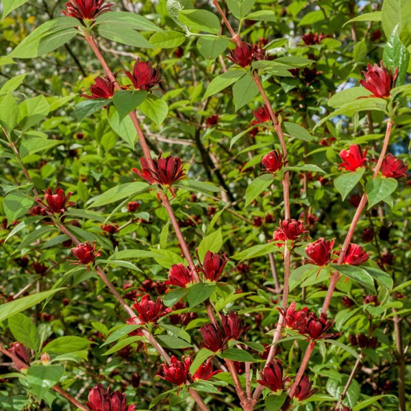 Sweetshrub (Carolina Allspice)