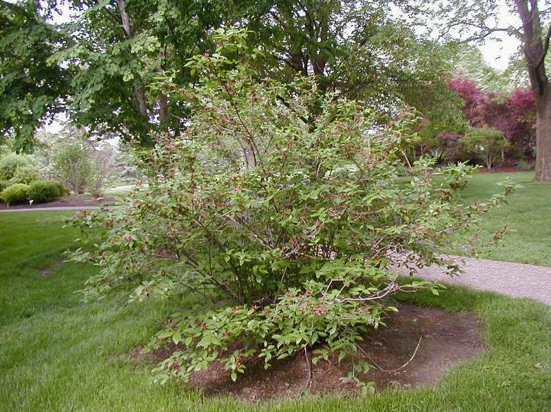 Sweetshrub (Carolina Allspice)
