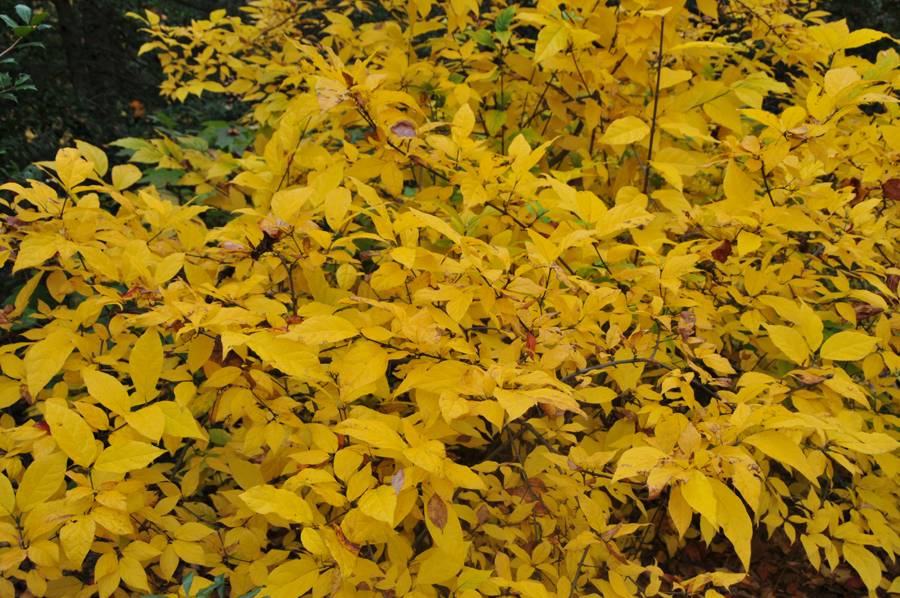 Sweetshrub (Carolina Allspice)