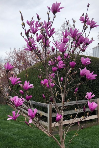 Ann Magnolia Tulip Tree