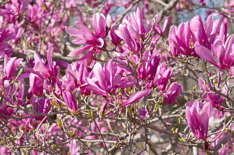 Ann Magnolia Tulip Tree