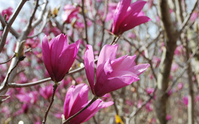 Ann Magnolia Tulip Tree