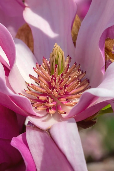 Ann Magnolia Tulip Tree