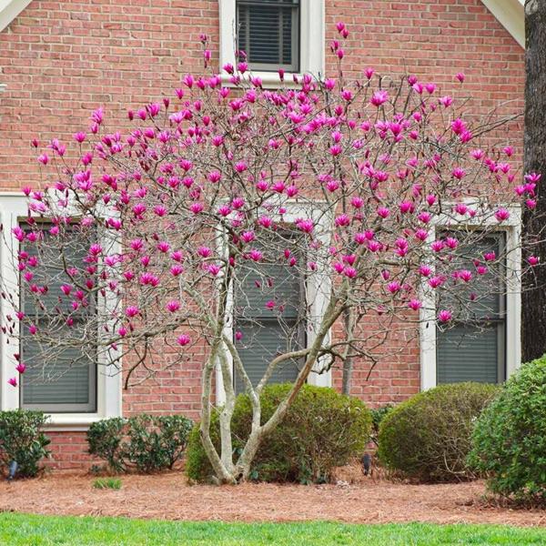 Ann Magnolia Tulip Tree