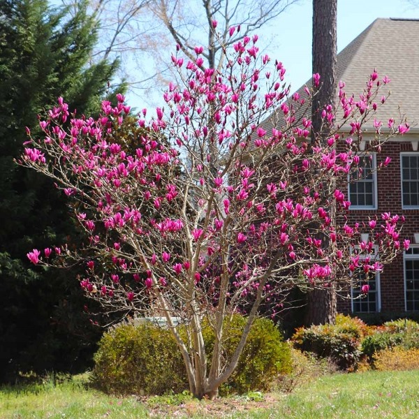 Ann Magnolia Tulip Tree